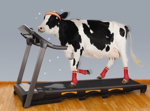 cow-treadmill-final