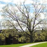 Big, budding tree.