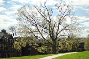 Big, budding tree.